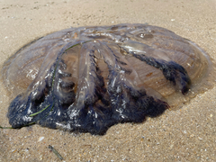 Pseudorhiza haeckeli