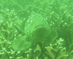 Epinephelus coioides