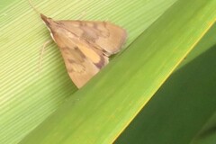 Uresiphita maorialis