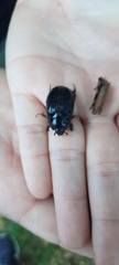 Pentodontini