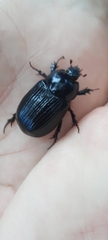 Pentodontini