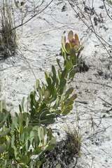 Leucadendron arcuatum