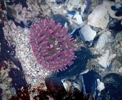 Urticina clandestina