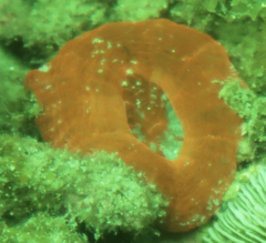 Homophyllia australis