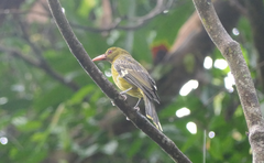 Oriolus flavocinctus