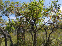Eucalyptus staeri
