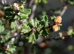 Ceanothus otayensis