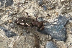 Neocicindela tuberculata