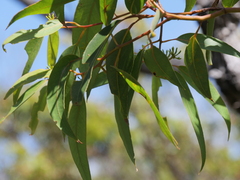 Eucalyptus staeri