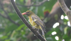 Oriolus flavocinctus