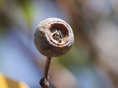 Eucalyptus staeri