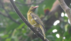 Oriolus flavocinctus