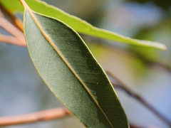 Eucalyptus staeri