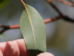 Eucalyptus staeri