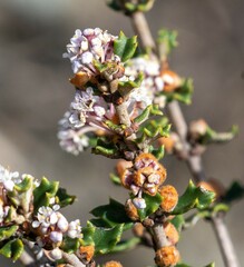 Ceanothus otayensis