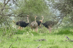 Struthio camelus massaicus