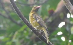 Oriolus flavocinctus