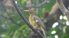 Oriolus flavocinctus