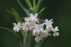 Gomphocarpus physocarpus