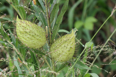 Gomphocarpus physocarpus