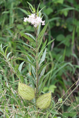 Gomphocarpus physocarpus