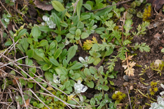 Veronica arvensis