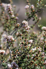 Ceanothus otayensis