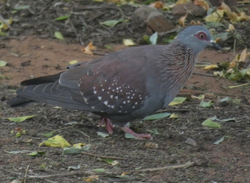 Southern Speckled Pigeon