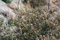 Ceanothus otayensis