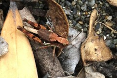 Phaulacridium marginale