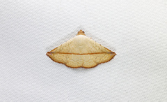 Eublemma perversicolor