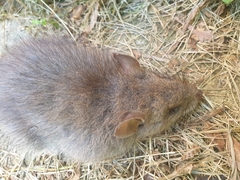 Rattus fuscipes