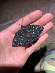 Dichorragia nesimachus