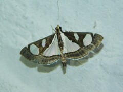Glyphodes bicolor