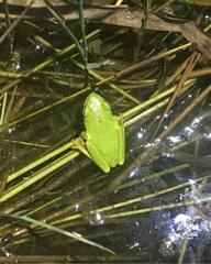 Hyperolius tuberilinguis