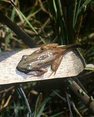 Kassina senegalensis