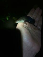 Hemisus guttatus