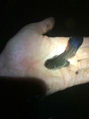 Hemisus guttatus