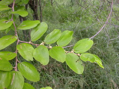 Ziziphus mauritiana
