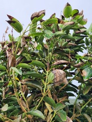 Cinnamomum kotoense