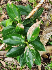 Cinnamomum kotoense