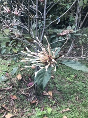 Clerodendrum quadriloculare