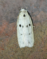 Scythropiodes issikii