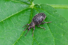 Otiorhynchus tristis