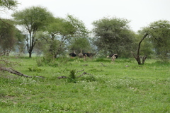 Struthio camelus massaicus