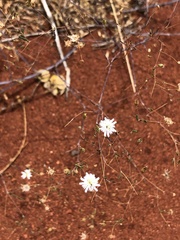 Podolepis capillaris