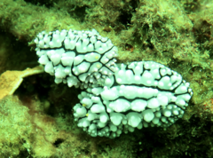 Phyllidia elegans