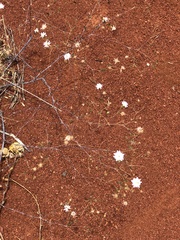 Podolepis capillaris