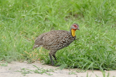 Pternistis leucoscepus