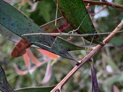 Ctenomorpha marginipennis